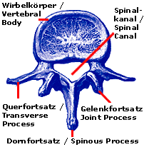 spine2